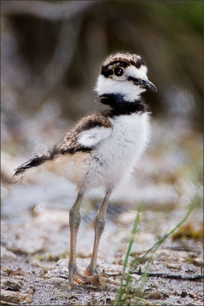 Killdeer Baby Bird Portrait