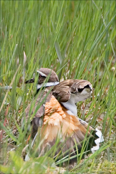 Killdeer Mom With Busted Wing