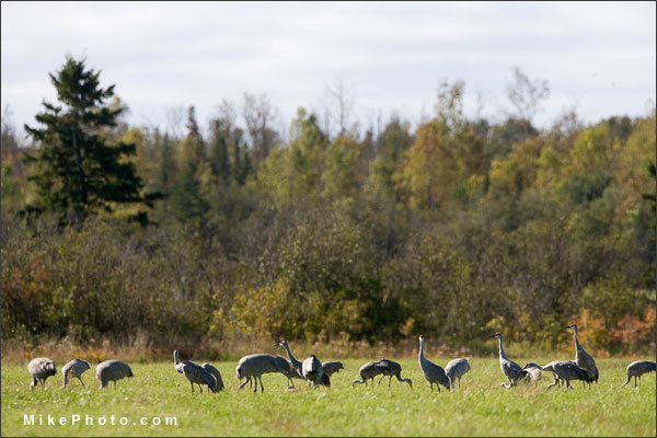 Manitoulin Island - Fall Migration of Sandhill Cranes