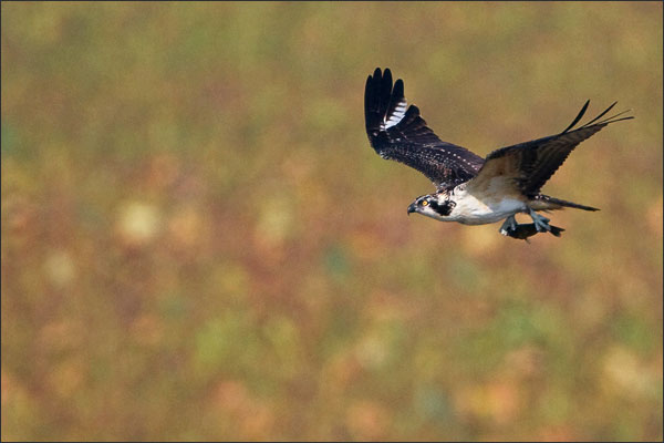 Osprey with Fish during fall migration