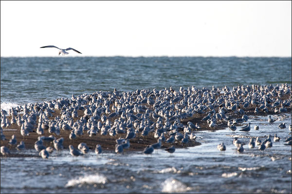 Point Pelee Tip - Gulls Community