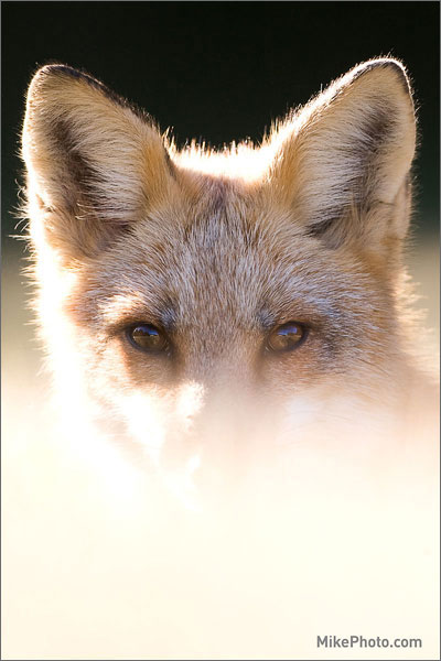 Red Fox Close-up
