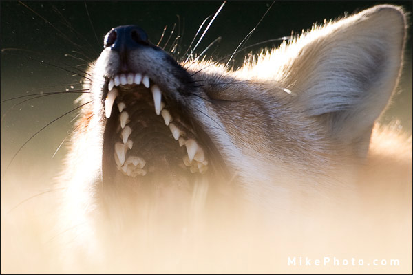 Red Fox Close-up