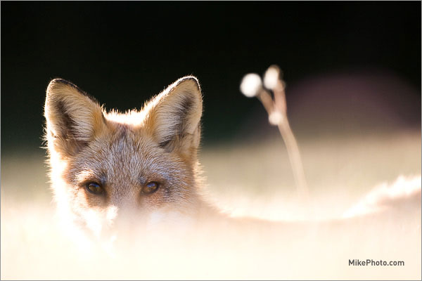 A portrait of the red fox in Ontario
