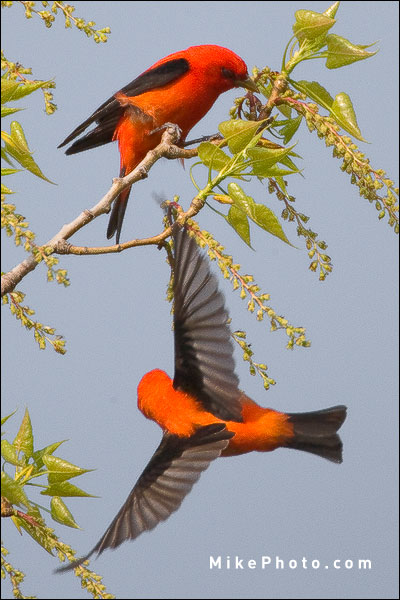 Scarlet Tanagers Squabbling at Point Pelee, Ontario