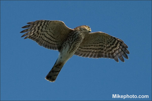 Sharp-Shinned Hawk - Blue Jay's Archenemy