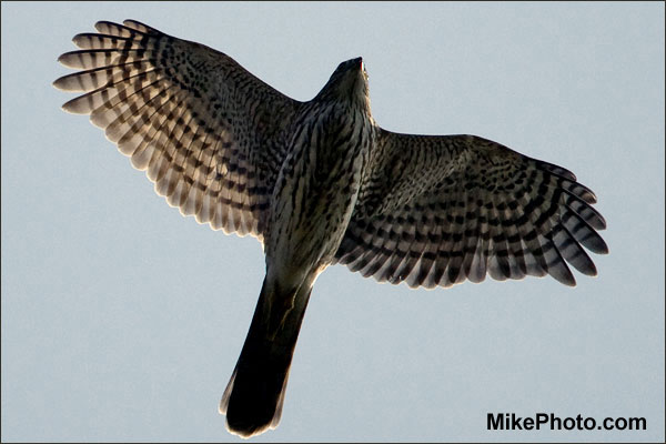 Sharp-Shinned Hawk in fall migration