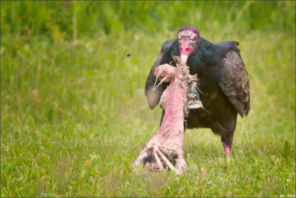 Turkey Vulture Eating Carrion | Mike Lascut Photography
