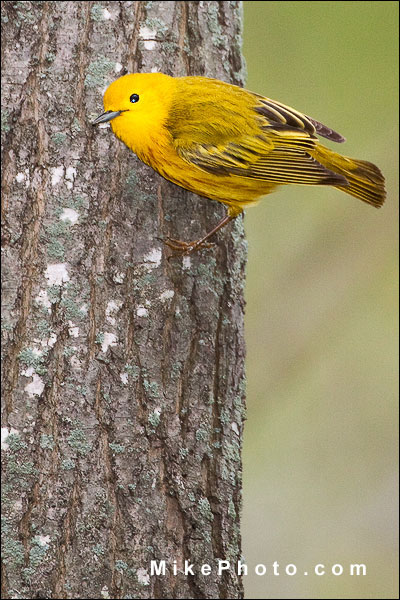 Yellow Warbler in Rondeau Provincial Park, Ontario